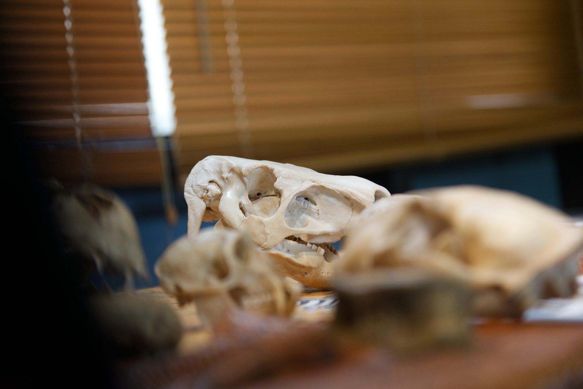 Skulls are displayed in front of a window.