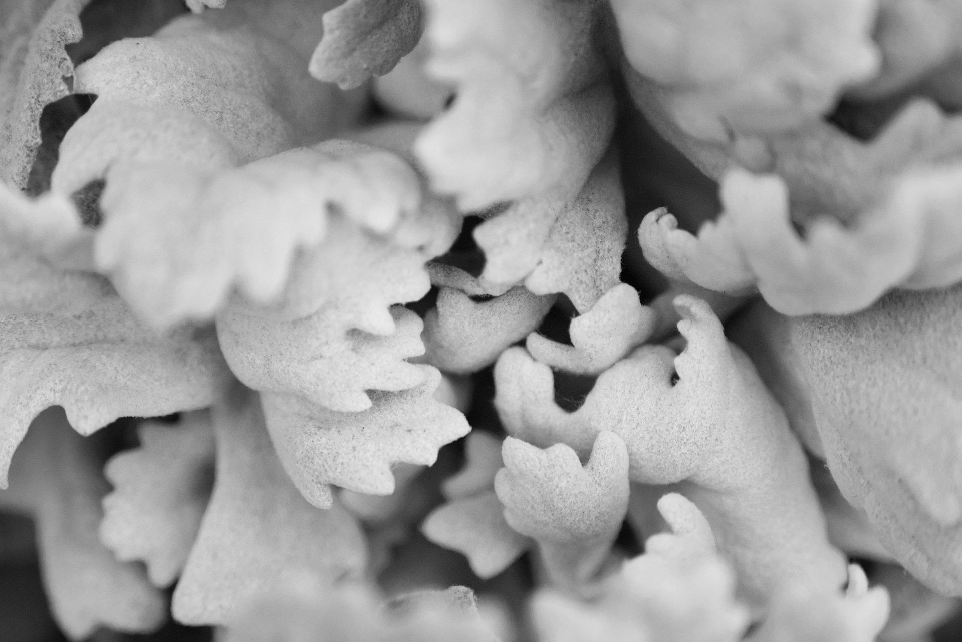 Close-up of textured white petals in black and white.