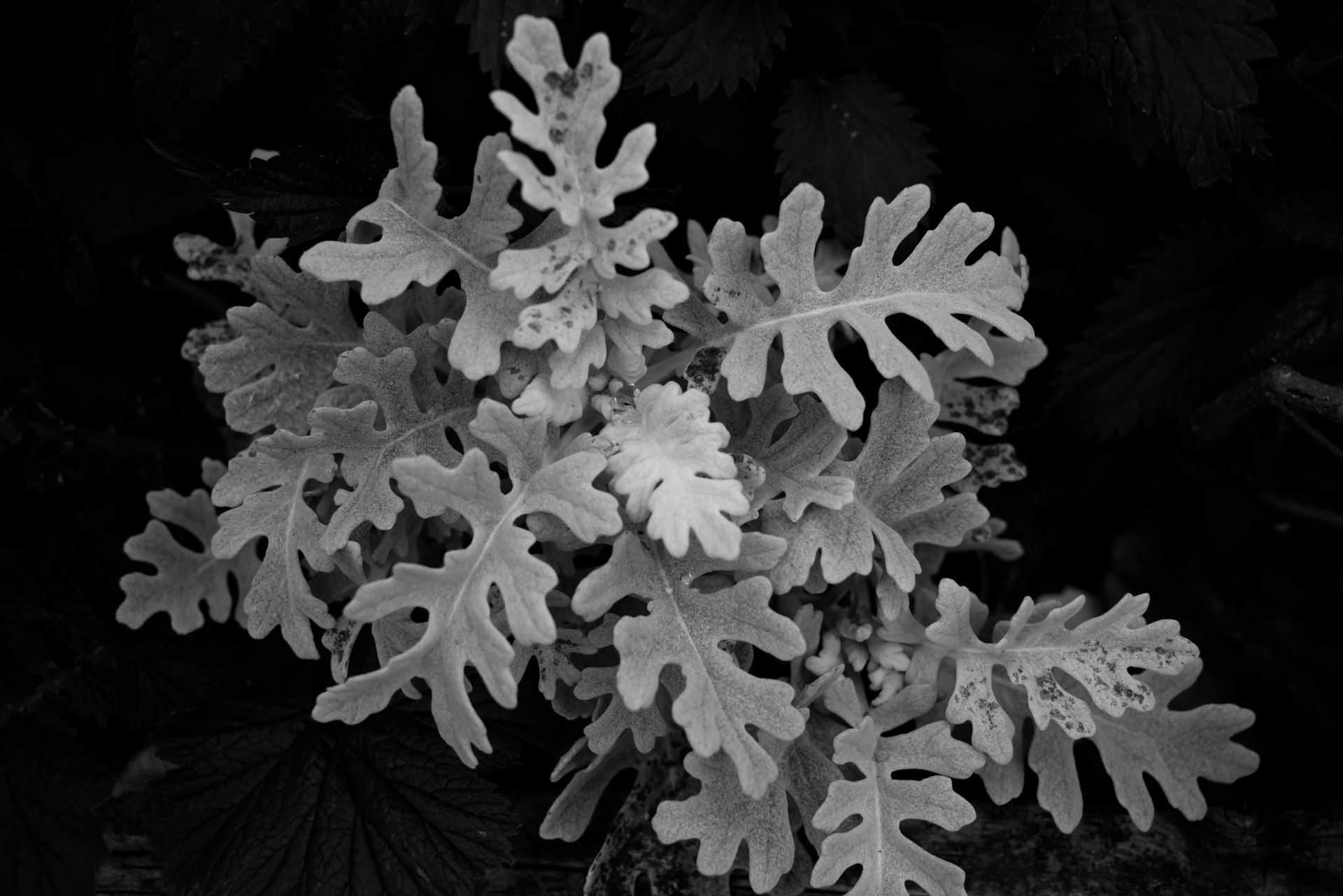 Close-up of dusty miller plant leaves in black and white.