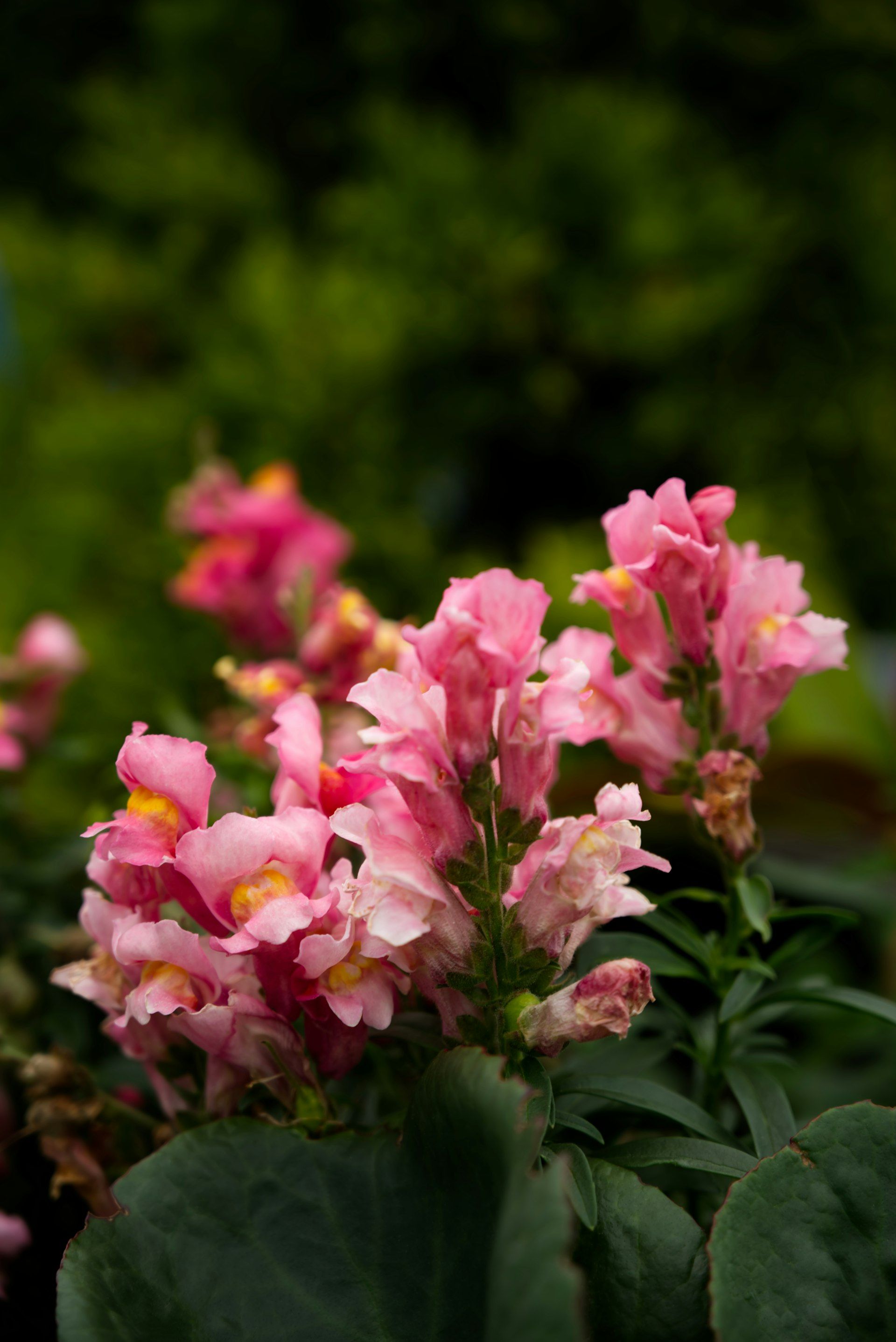 Pink snapdragons bloom in a garden setting.