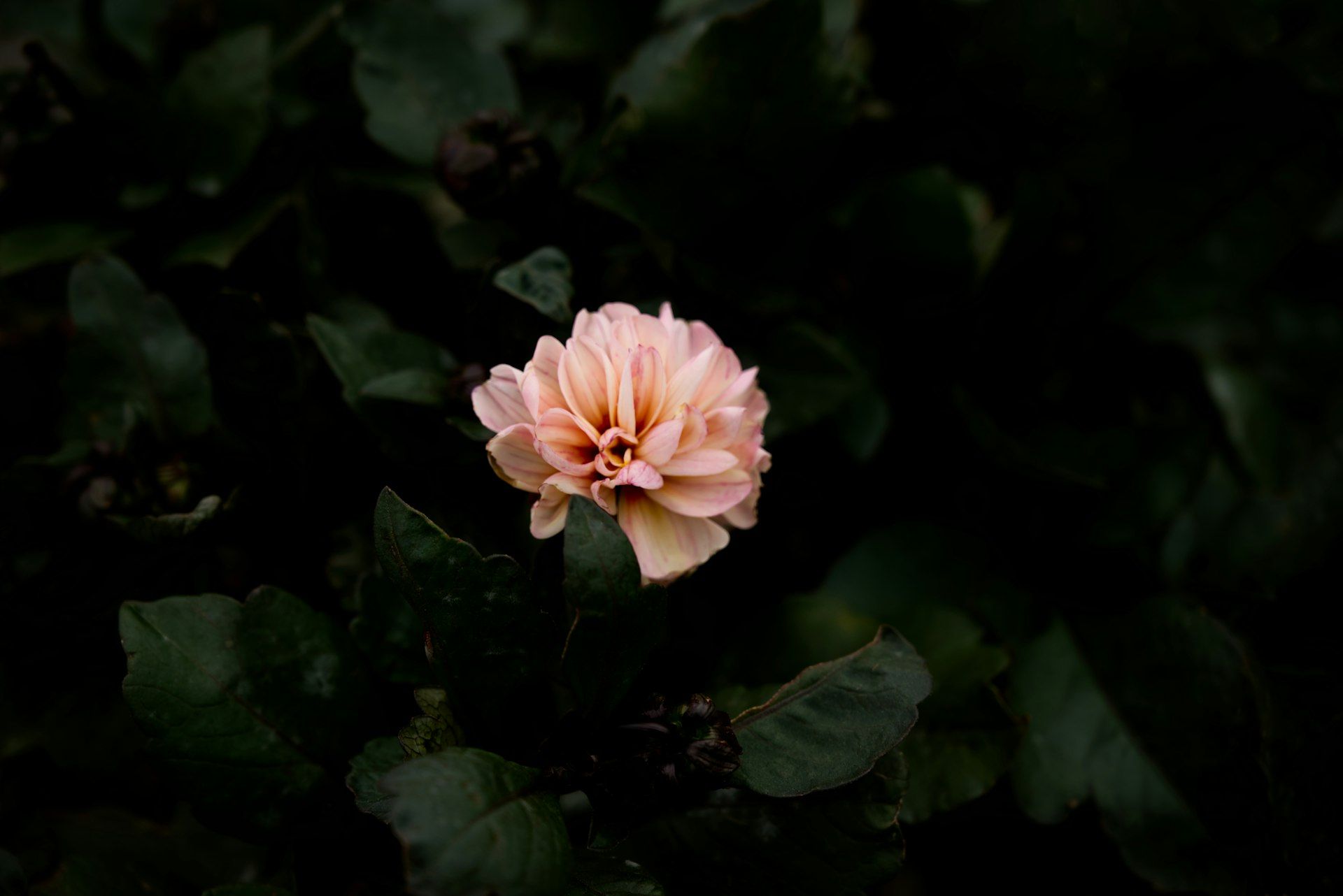 A single pale pink dahlia bloom surrounded by dark leaves