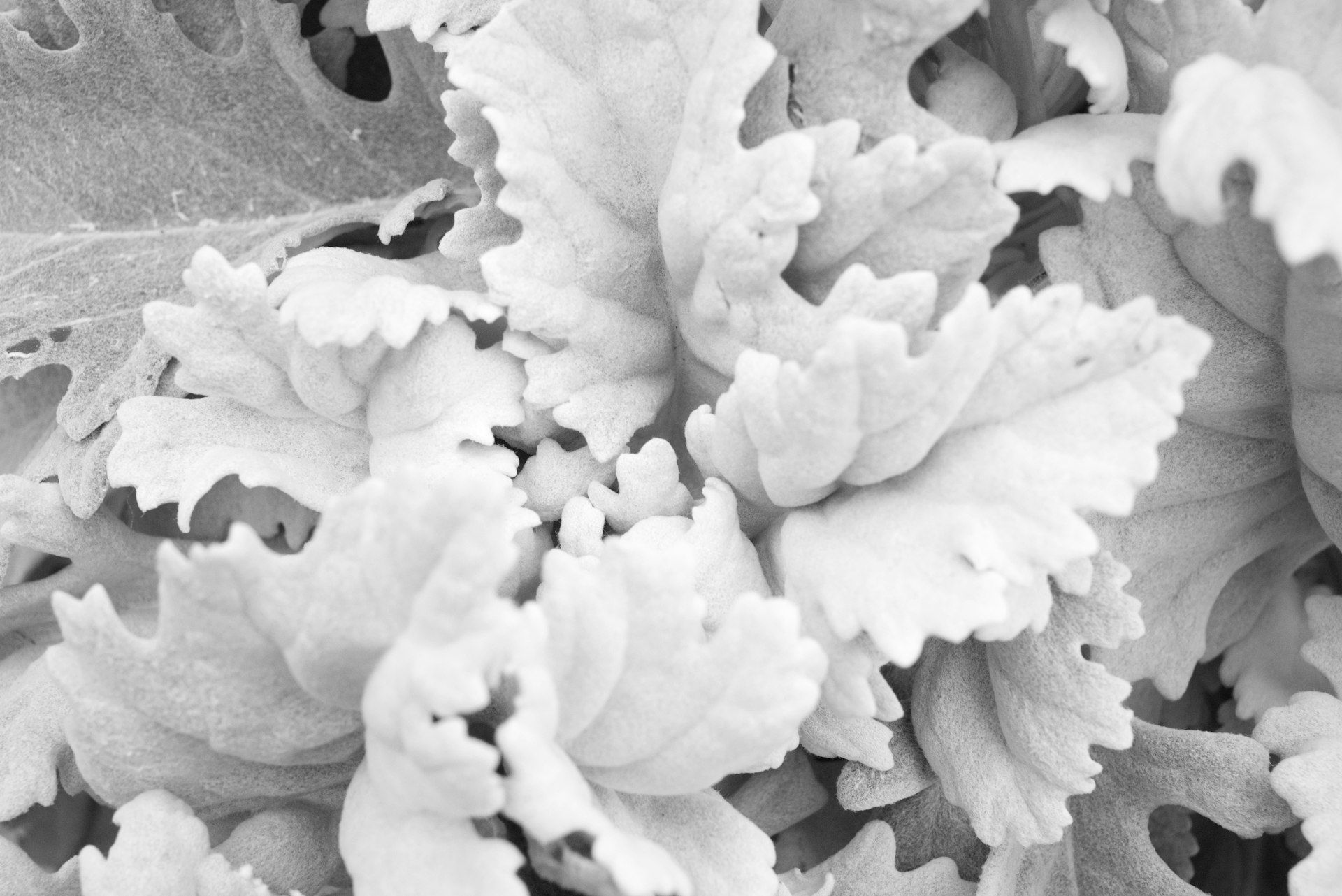Close-up of textured grey leaves in grayscale.