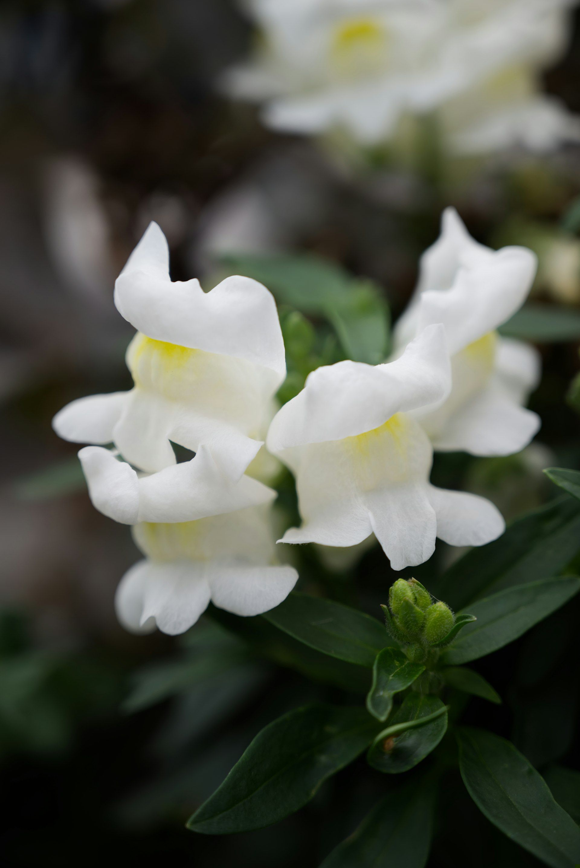 White snapdragons bloom with green leaves.